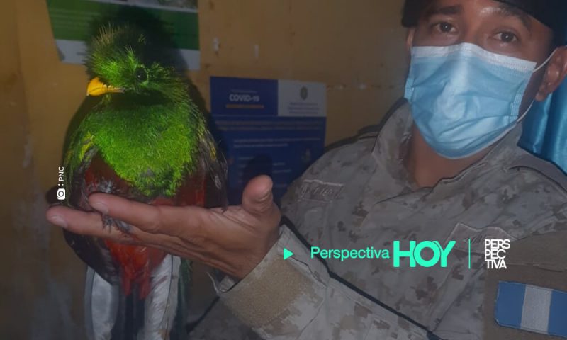 rescatan un quetzal en mazatenango