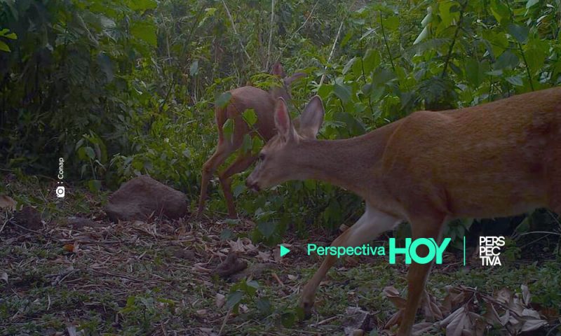 Fauna del Volcán de Atitlán amenazada por incendio forestal