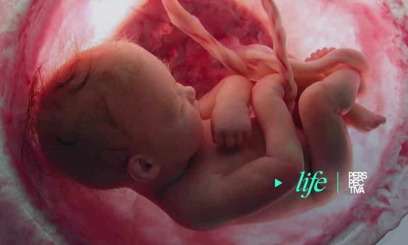 ¿Cuando comienza la vida? Embriones, fetos y bebés