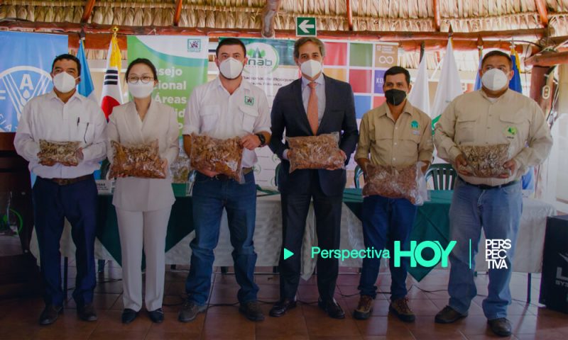 KOICA y FAO donan semillas para reforestar Petén y Alta Verapaz