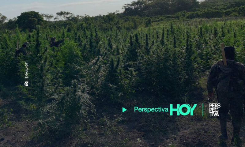 Localizan y erradican plantaciones de marihuana y coca en San Marcos y Petén