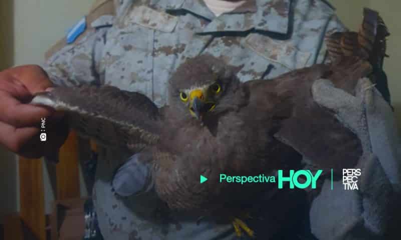 PNC rescata tres animales en peligro de extinción