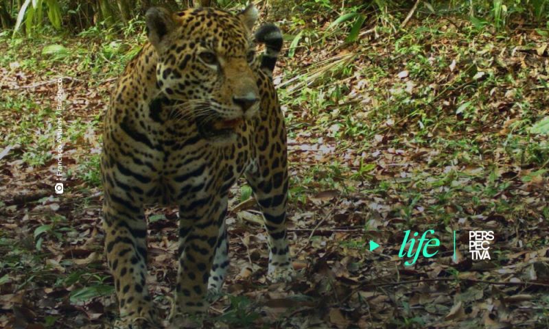 Cámara trampa muestra sorprendentes imagenes de jaguar