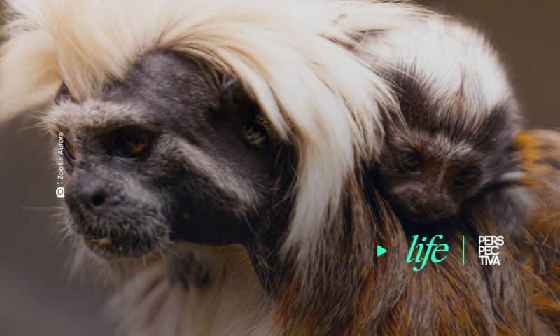 nace mono tití cabeza de algodón