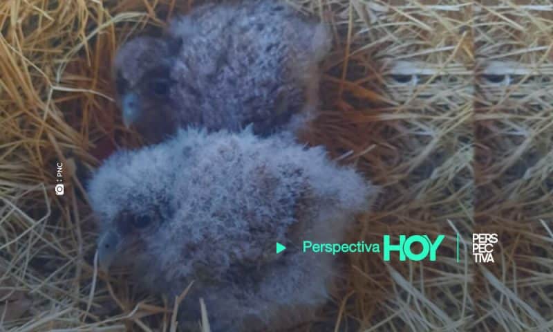 Rescatan dos crías de Tecolote en peligro de extinción