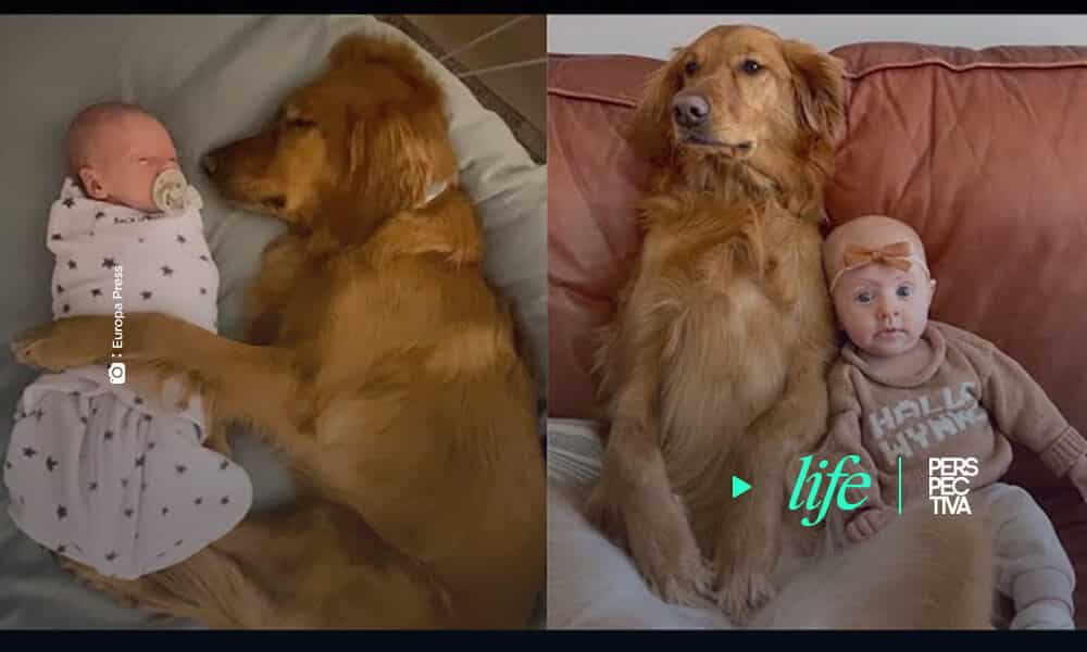 Inseparable amistad entre perrita y bebé