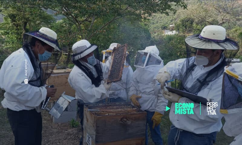Apicultura generan US$1 mil millones anuales