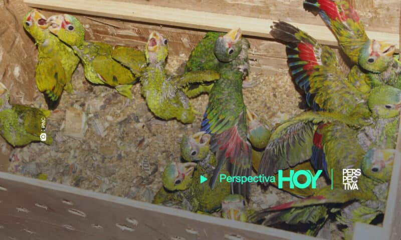 Autoridades rescatan a más de 50 loros