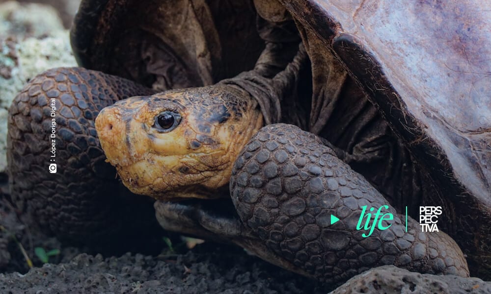 Ecuador encuentra una tortuga en Galápagos