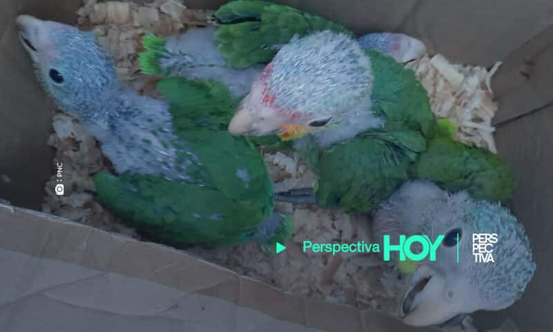 Rescatan loros cabeza amarilla que iban a ser vendidos en Chimaltenango