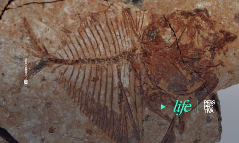 Sorpresa de fósiles egipcios