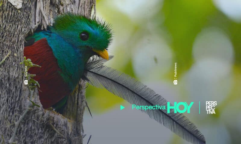 Celebran nacimiento de polluelos de Quetzal