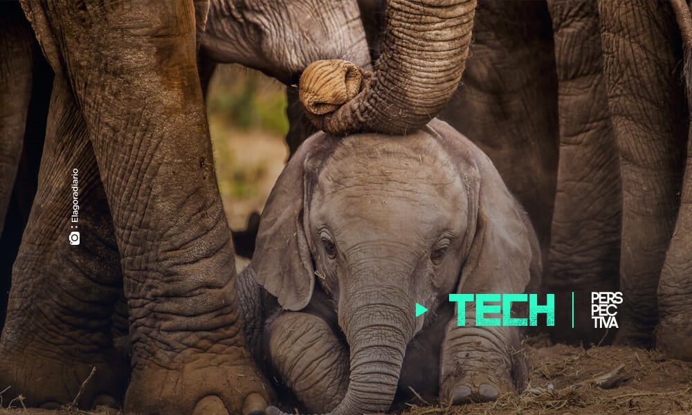 Científicos crean el primer traductor para elefantes