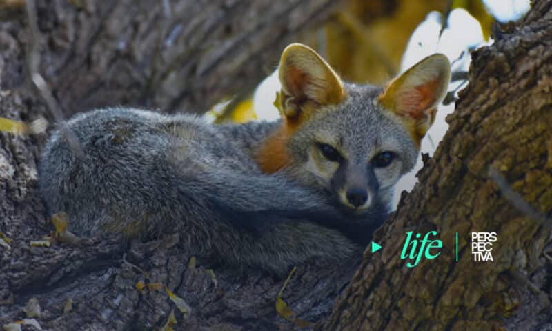 Un zorro gris de visita en la Usac