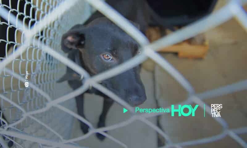 Inauguran Centro de atención para mascotas en rehabilitación