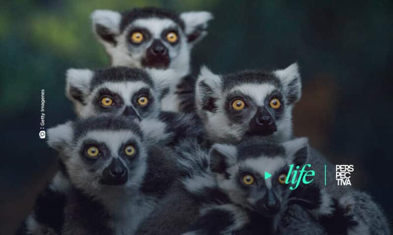 Los 5 animales que podrían extinguirse en 2021