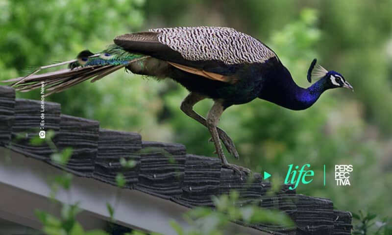 Invasión de pavorreales incomoda a vecinos de Los Ángeles