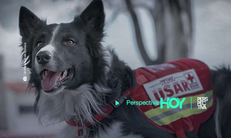 Oreo, rescate se unen a labor de rescate en Miami