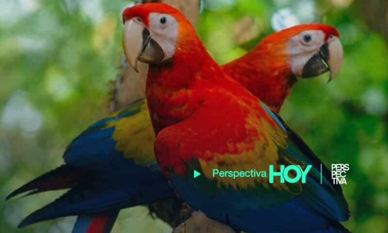 Nacen seis pichones de Guacamaya Roja en Petén