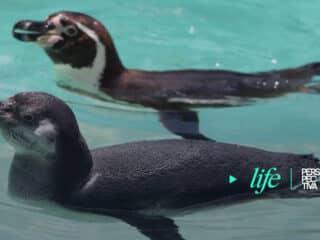 pingüino recién nacido en La Aurora