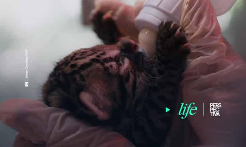 ocelote nacido en Zoológico La Aurora