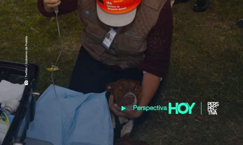 Rescatan con éxito a perros atrapados en el socavón en México