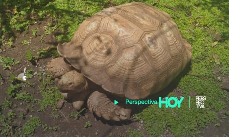 Rescatan dos tortugas africanas en Fraijanes