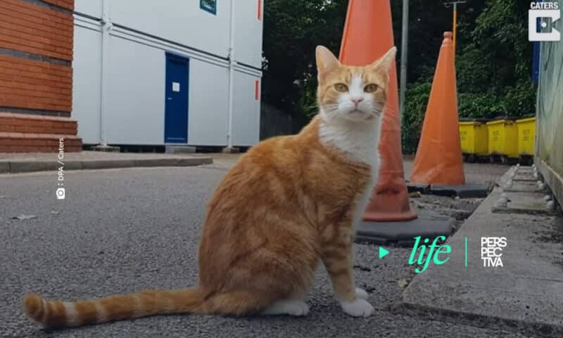 Este gato consigue trabajo como jefe de cazadores de ratones en una estación de tren de West Midlands (Inglaterra) (Crédito: YOUTUBE / DPA).