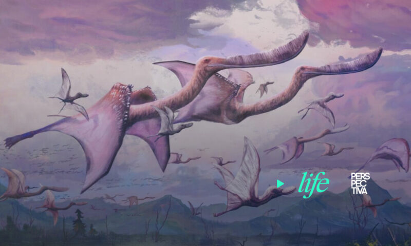 Los pterosaurios nacían con la capacidad de volar