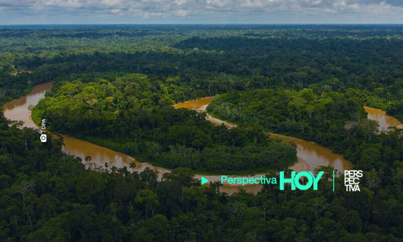 Bosques tropicales pierden capacidad para absorber carbono