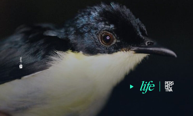 Descubren una nueva especie de ave en los bosques nubosos de Papúa