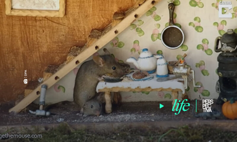 Construyen una peculiar casa para familia de ratones Un fotógrafo descubrió una familia de ratones en su jardín y decidióe construirles una casita de ensueño