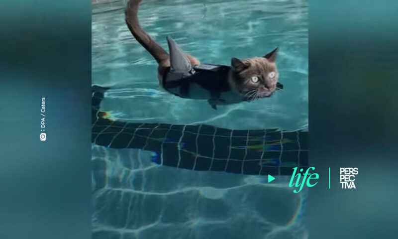 Video de gata aprendiendo a nadar se hace viral