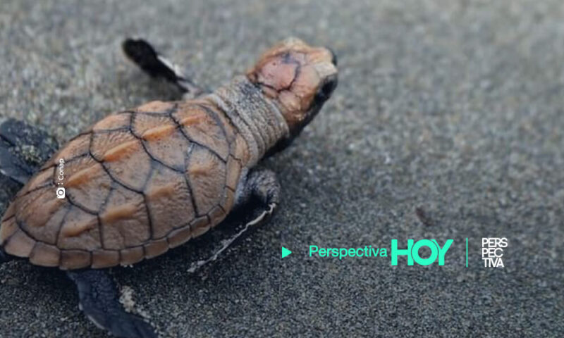 Inicia la temporada de anidación de Tortugas Marinas