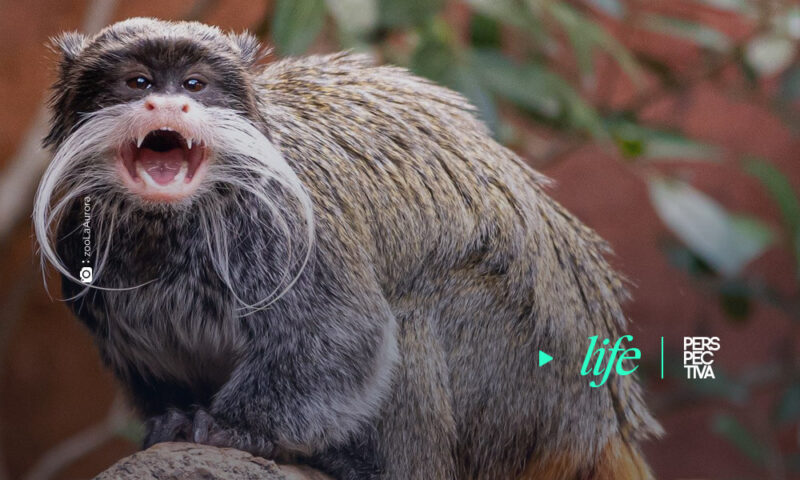 Mono Titi Emperador, el nuevo miembro del Zoológico La Aurora