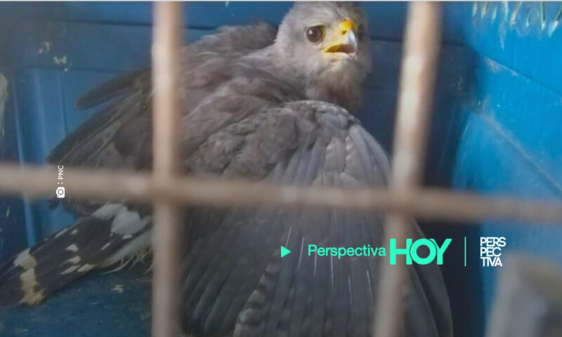 Autoridades rescataron 20 animales silvestre durante julio