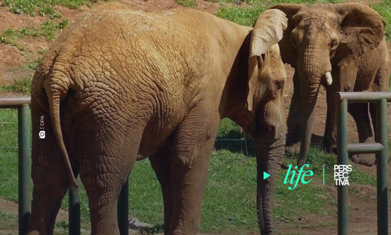 Descubren el secreto de la versatilidad de movimientos de la trompa de los elefantes