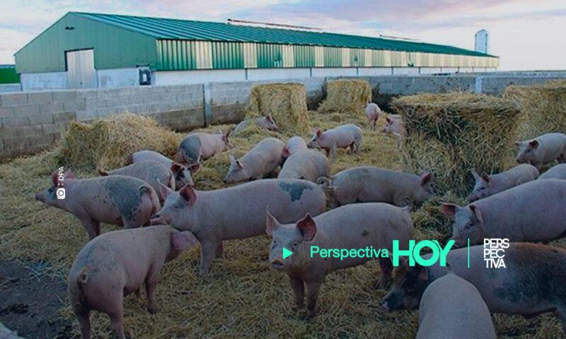 fao alerta peste porcina