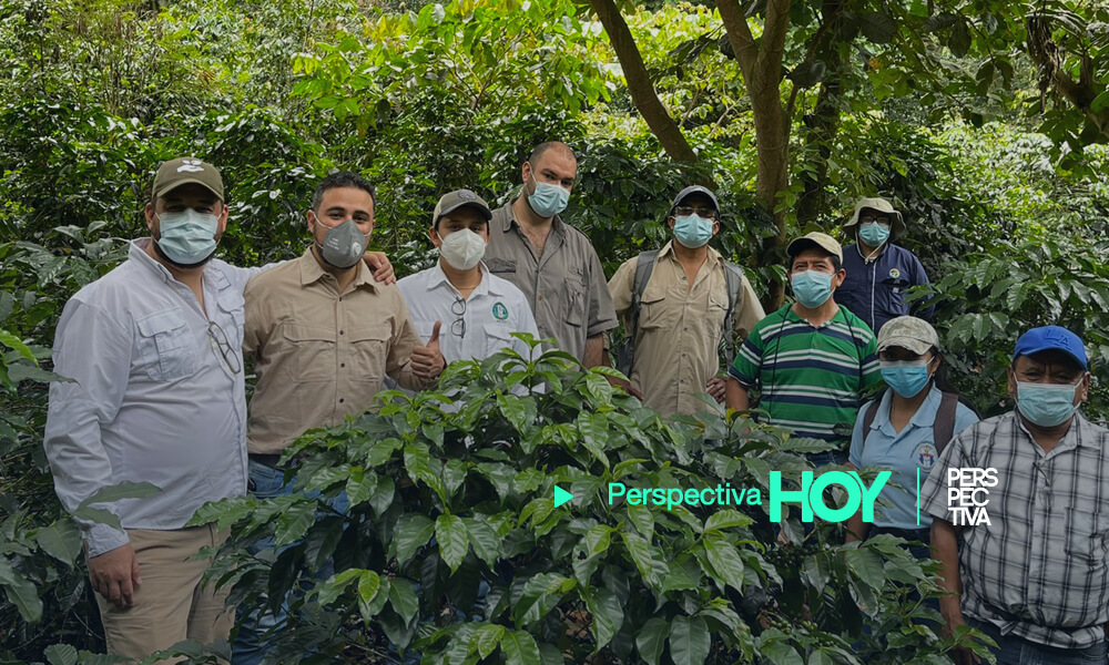 Plantemos logra la reforestación de 500,000 árboles en Guatemala