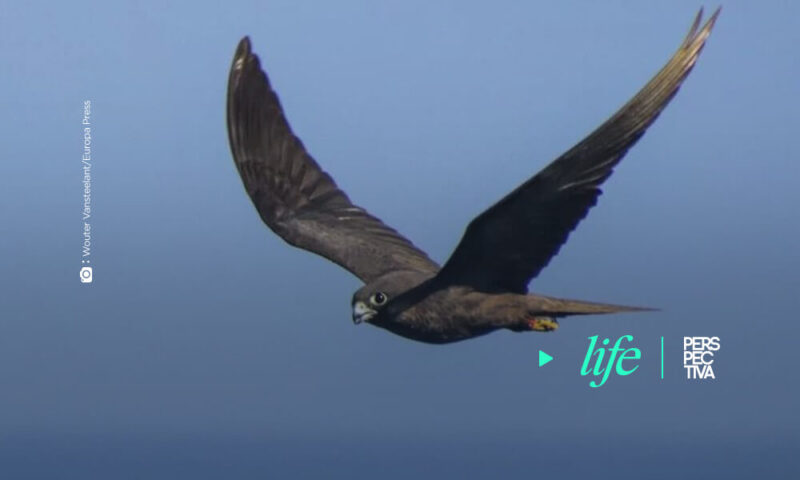 Grandes aves terrestres se ciñen al mejor viento para cruzar el océano