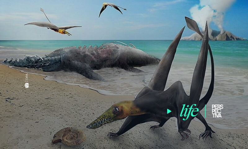 Restos de un dragón volador del Jurásico