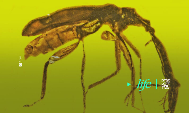 gorgojo prehistórico