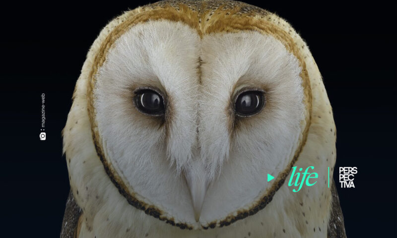 Filman a una lechuza común moviendo la cabeza mientras disfruta de la música