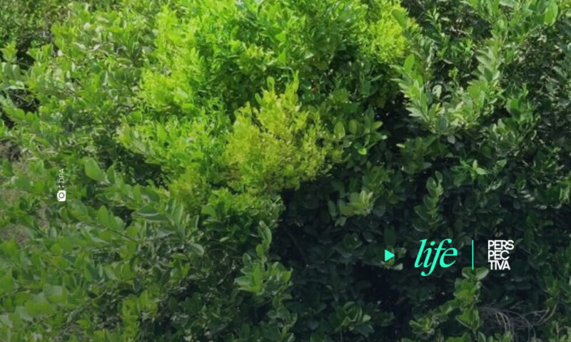 descubren enfermedad en plantas