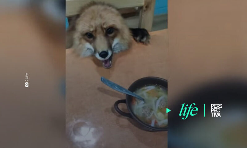 El zorro que actúa como mascota cuando mira un plato de comida