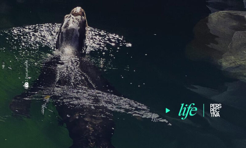 Muere león marino en Zoológico La Aurora