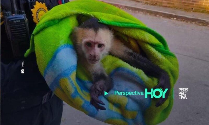 PNC rescata a mono capuchino