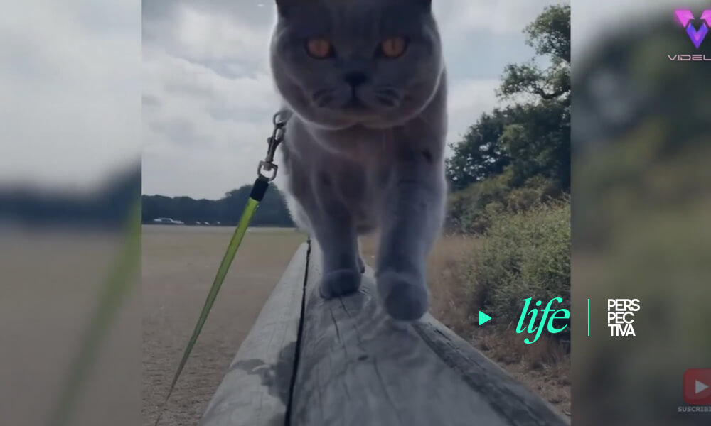 Sobreviviente de cáncer