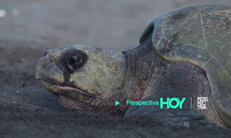 Capturan a un hombre por matar una tortuga en Puerto de San José