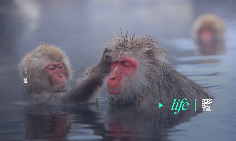 Parque de los Monos de Nieve en Yamanouchi